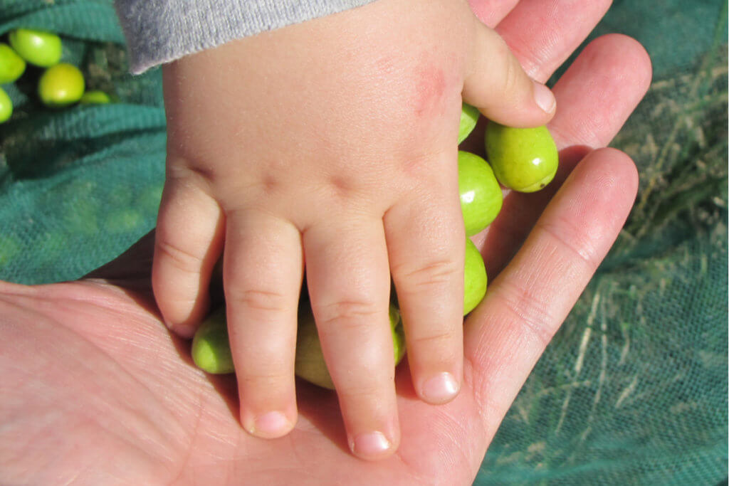 Mano de bebé sobre aceitunas para aceite de oliva